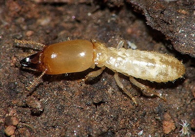 Termites-1