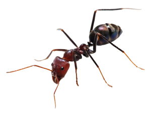 ant_PNG19365