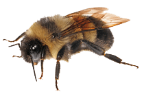 carpenter-bee_thumb