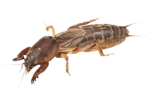 mole-cricket
