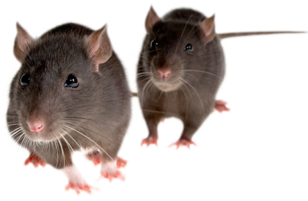 rat_mouse_PNG23557