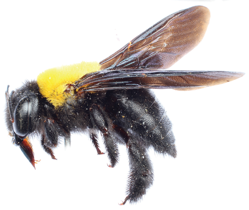 sciency-thoughts-xylocopa-sarawatica-a-new-species-of-large-carpenter-bee-png-812_684